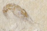 Cluster Of Six Fossil Shrimp - Lebanon #163541-1